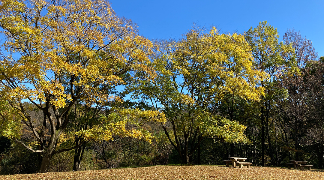 エノキ広場