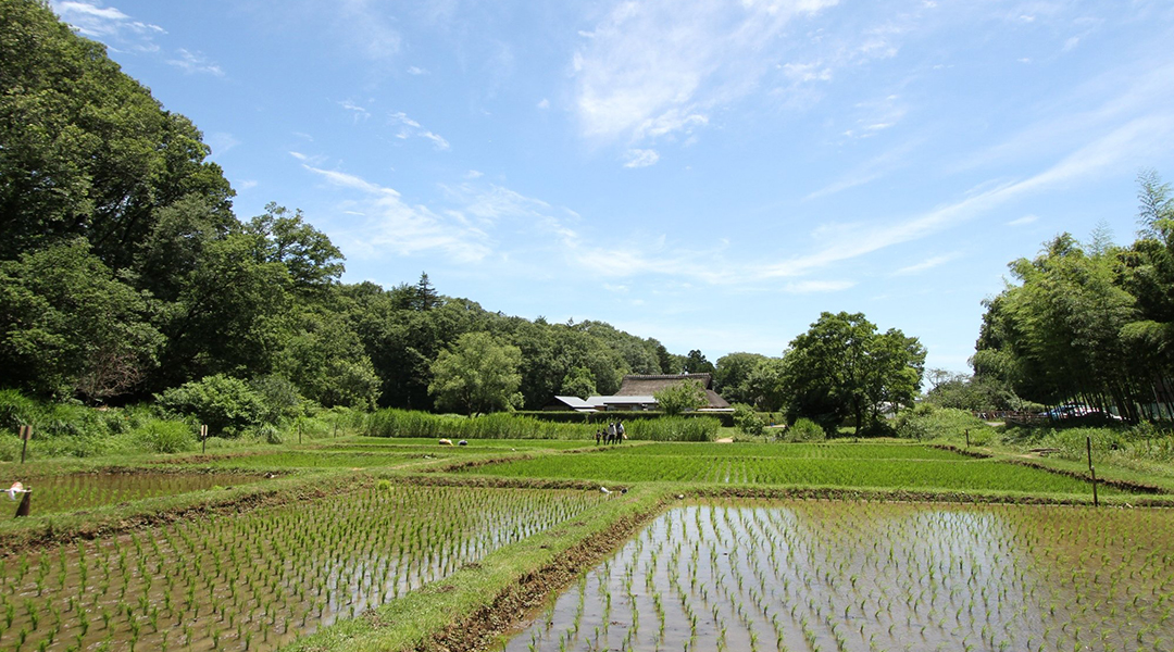 水田(岸たんぼ)