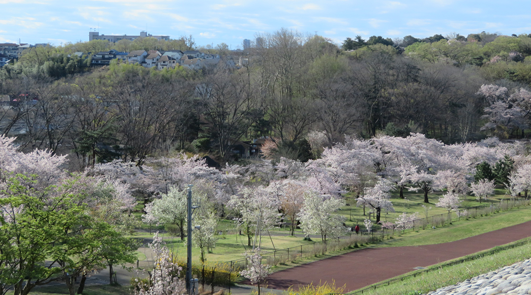 多摩湖堤防と桜