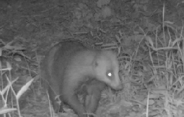 ニホンアナグマ