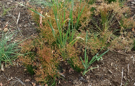 アオコウガイゼキショウ