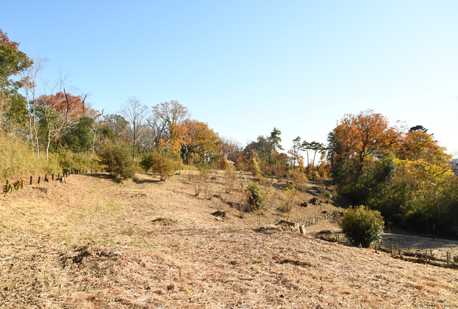 樹林地皆伐後の様子(青年の森)