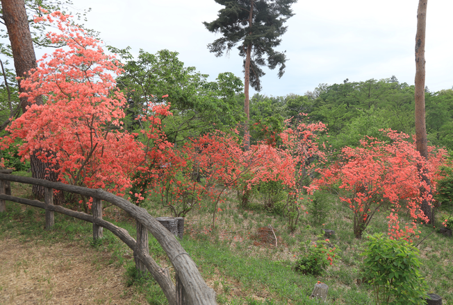 樹林地高木の間伐後の様子(太陽の森)