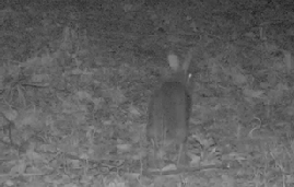 ニホンノウサギ