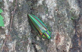 ヤマトタマムシ