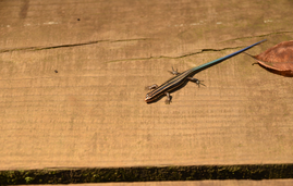 ヒガシニホントカゲ