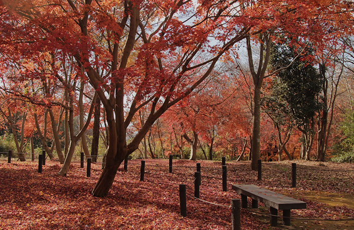 中藤公園